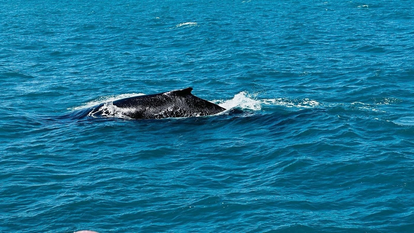 Marine biologists conducting humpback whale research and conservation work in Samana Bay, Dominican Republic, using non-invasive research methods